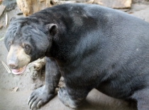 Куала-Лумпур - Флорес - Бали - Бангкок