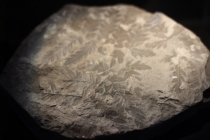 Естественно-научный музей