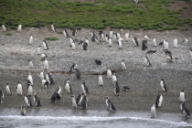 Аргентинская Патагония и немного Мар Дель Платы. Лето 12-13.