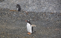 Аргентинская Патагония и немного Мар Дель Платы. Лето 12-13.