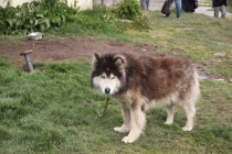 Аргентинская Патагония и немного Мар Дель Платы. Лето 12-13.