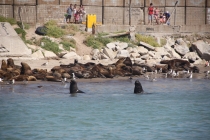 Аргентинская Патагония и немного Мар Дель Платы. Лето 12-13.