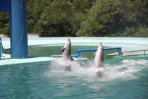 Аргентинская Патагония и немного Мар Дель Платы. Лето 12-13.