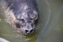 Аргентинская Патагония и немного Мар Дель Платы. Лето 12-13.