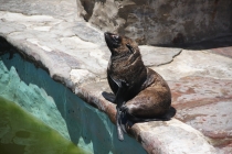 Аргентинская Патагония и немного Мар Дель Платы. Лето 12-13.