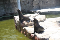 Аргентинская Патагония и немного Мар Дель Платы. Лето 12-13.