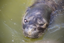 Аргентинская Патагония и немного Мар Дель Платы. Лето 12-13.