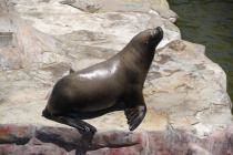 Аргентинская Патагония и немного Мар Дель Платы. Лето 12-13.