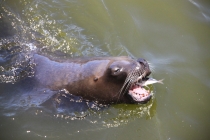 Аргентинская Патагония и немного Мар Дель Платы. Лето 12-13.