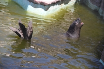 Аргентинская Патагония и немного Мар Дель Платы. Лето 12-13.