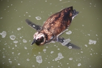 Аргентинская Патагония и немного Мар Дель Платы. Лето 12-13.