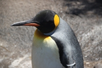 Аргентинская Патагония и немного Мар Дель Платы. Лето 12-13.