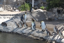 Аргентинская Патагония и немного Мар Дель Платы. Лето 12-13.