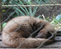 Куала-Лумпур - Флорес - Бали - Бангкок