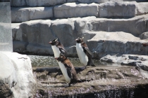 Аргентинская Патагония и немного Мар Дель Платы. Лето 12-13.