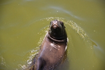 Аргентинская Патагония и немного Мар Дель Платы. Лето 12-13.