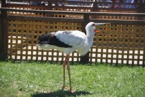 Аргентинская Патагония и немного Мар Дель Платы. Лето 12-13.