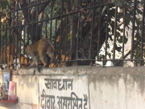 Индия. Дели и Варанаси.