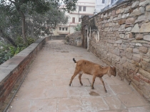 Индия. Дели и Варанаси.