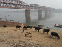 Индия. Дели и Варанаси.