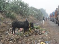 Индия. Дели и Варанаси.