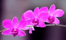 Куала-Лумпур - Флорес - Бали - Бангкок