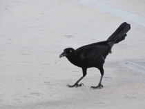 ворона мексиканская