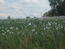 Европа показалась маленькой