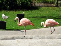 Хельсинки Зоопарк