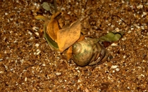 Мечты сбываются или небольшое путешествие: Паттайя-Ко-Чанг-Ко-Мак–Бангкок. Путевые заметки