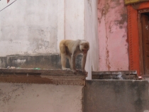 Индия. Дели и Варанаси.