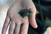 Куала-Лумпур - Флорес - Бали - Бангкок