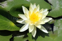 Куала-Лумпур - Флорес - Бали - Бангкок