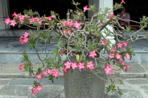 Куала-Лумпур - Флорес - Бали - Бангкок