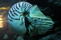 Куала-Лумпур - Флорес - Бали - Бангкок