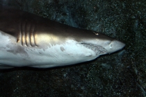 Куала-Лумпур - Флорес - Бали - Бангкок