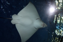 Куала-Лумпур - Флорес - Бали - Бангкок