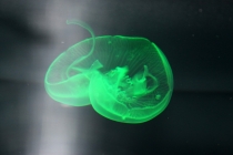 Куала-Лумпур - Флорес - Бали - Бангкок