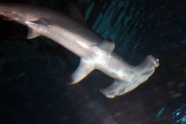 Куала-Лумпур - Флорес - Бали - Бангкок