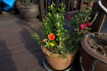 Мечты сбываются или небольшое путешествие: Паттайя-Ко-Чанг-Ко-Мак–Бангкок. Путевые заметки