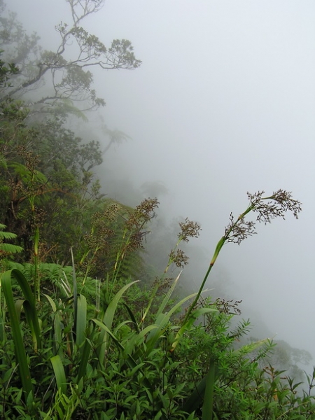 Остров детства Ile de la Reunion. Отчет 2007 года. Остров детства Ile de la Reunion. Отчет 2007 года.
