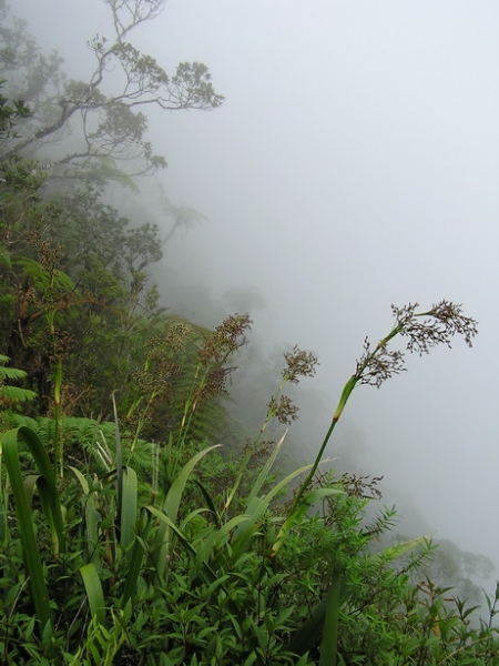 Остров детства Ile de la Reunion. Отчет 2007 года.