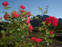 Остров детства Ile de la Reunion. Отчет 2007 года.