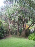 Остров детства Ile de la Reunion. Отчет 2007 года.