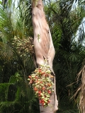 Остров детства Ile de la Reunion. Отчет 2007 года. Остров детства Ile de la Reunion. Отчет 2007 года.