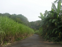 Остров детства Ile de la Reunion. Отчет 2007 года.