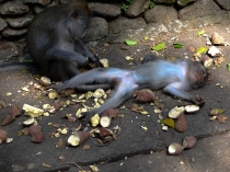 Ява - Бали - Гили, сентябрь 2012