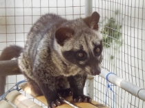 Ява - Бали - Гили, сентябрь 2012