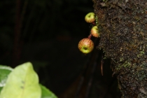 Ява и Бали на Новый Год 2013