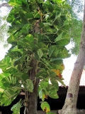 Krabi Krabi
